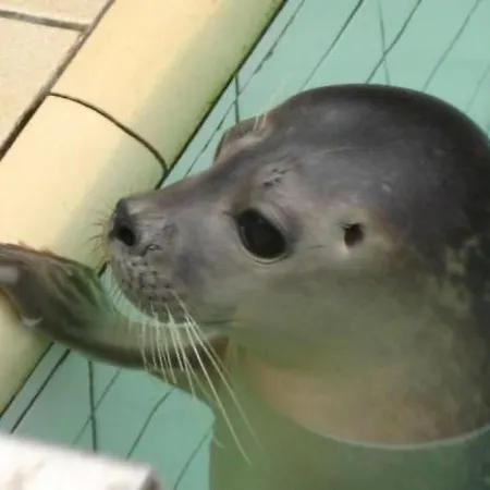 Vakantiehuis Gemuetlicher Fuer 4 Personen By Interhome Callantsoog